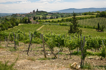 Fototapeta na wymiar Chianti classico vineyards in summer. San Gimigiano in background.
