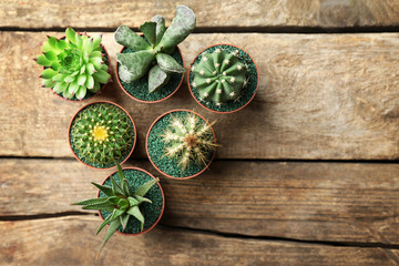 Cacti and succulents in pots on wooden background, top view