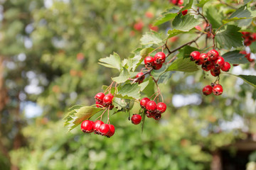 Obraz premium hawthorn branch close up