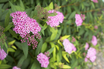 シモツケの花のアップ