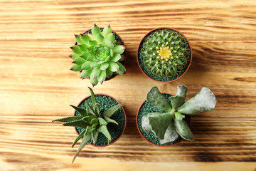 Small cactus and succulents in pots on wooden background, top view