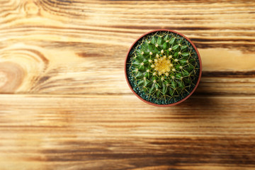 Small cactus in pot on wooden background, top view