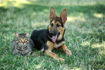 Cute dog and cat on green grass