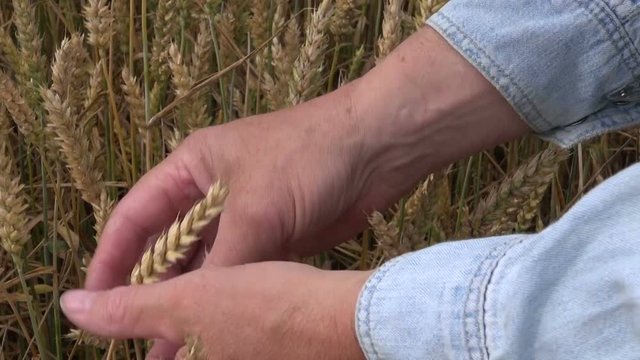 Farmer checking if wheat are ripe in the field