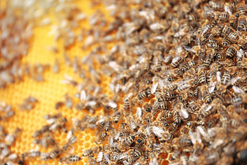 Bees on honeycomb