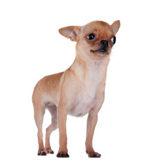 Chihuahua, 7 month old, on the white background