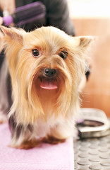 Cute Yorkshire terrier in salon