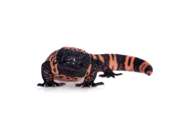 Gila Monster isolated on white