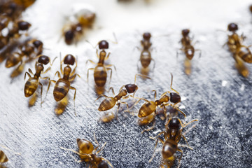 Close up of red imported fire ants (Solenopsis invicta) or simpl