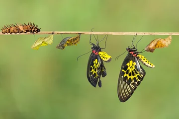 Crédence de cuisine en verre imprimé Papillon Cycle de vie du papillon oiseau commun femelle