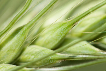 Closeup of a cereal crop.