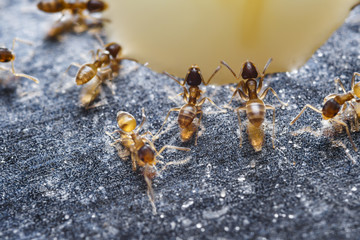 Close up of red imported fire ants (Solenopsis invicta) or simpl