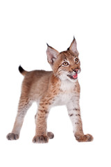 Naklejka premium Eurasian Lynx cub on white