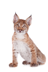 Fototapeta premium Eurasian Lynx cub on white
