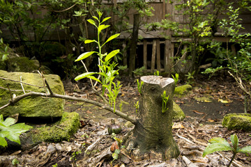 夏みかんの切株から出た芽