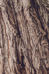 Old tree trunk crust