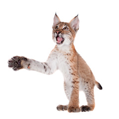 Naklejka premium Eurasian Lynx cub on white