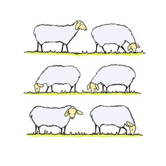 Sheep herd illustration