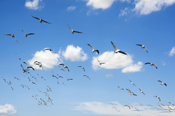 Seagulls flying in the sky