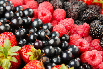 Berries background