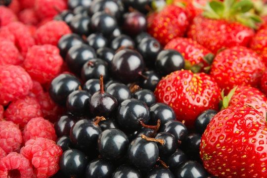 Berries background