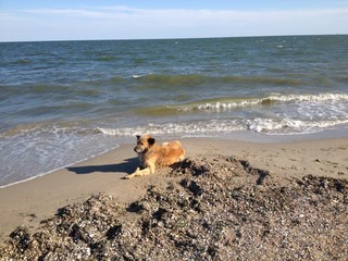 Море и собака