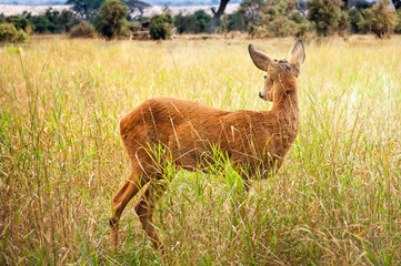Young wild deer standing in the green grass