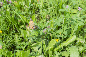 Vanessa cardui meadow.
