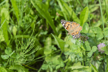 Vanessa cardui meadow.