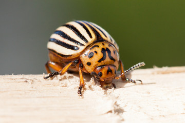Colorado beetle