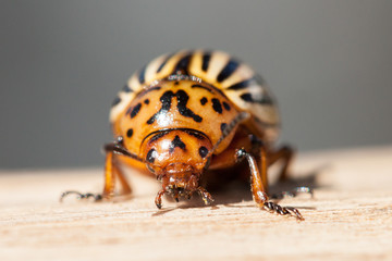 Colorado beetle
