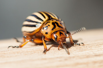 Colorado beetle