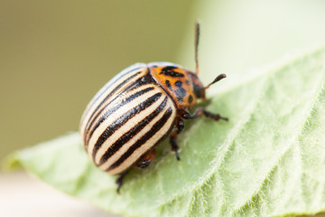 Colorado beetle on potato leaf.