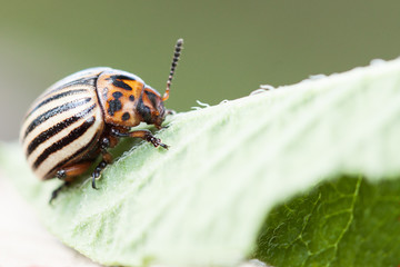 Colorado beetle on potato leaf.