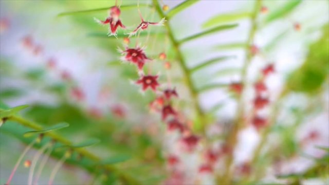 Closeup flower of Egg Woman, Tamalaki, Hazardana, Stonebreaker, Seed-under-leaf or Phyllanthus niruri