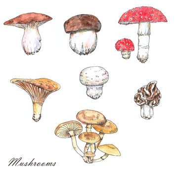 Watercolor and ink mushrooms illustrations. Hand drawn different wild forest mushrooms isolated on the white background