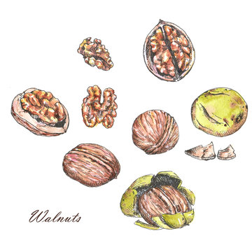 Watercolor and ink illustrations of different nuts. Hand drawn different walnuts isolated on the white background