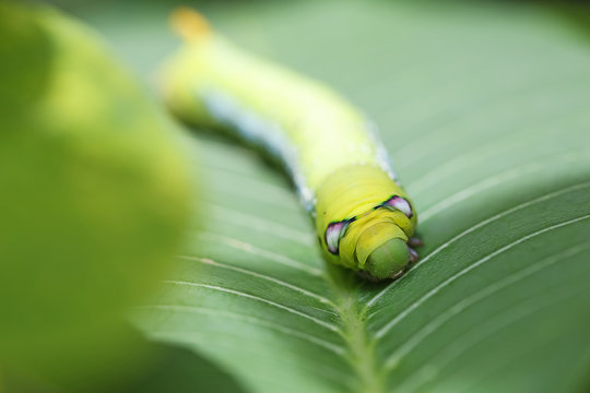 Green worm, Worm the caterpillars on green leaf.