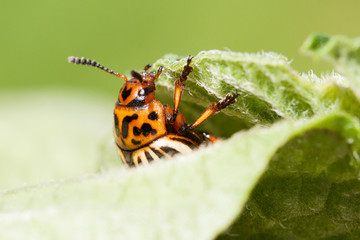 Colorado beetle on potato leaf.