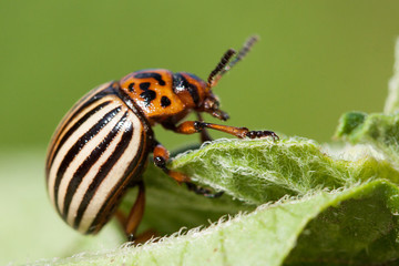 Colorado beetle on potato leaf.