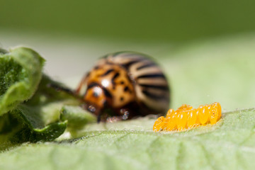 Egg cluster of the Colorado potato beetle.