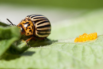 Egg cluster of the Colorado potato beetle.