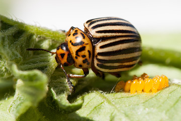 Egg cluster of the Colorado potato beetle.