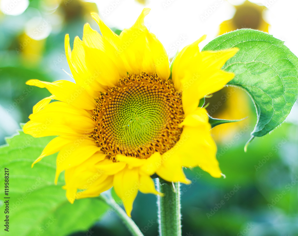 Sticker Field with sunflowers