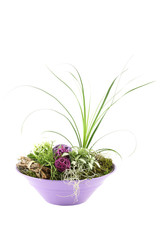 Composition with the flowers and plants