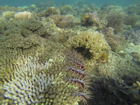 crown of thorns sea star eating corals diving indonesia fishes and corals underwater living landscape