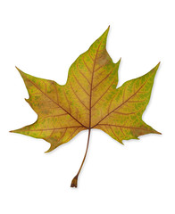 Autumn leaf