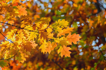 Obraz na płótnie Canvas autumn yellow leaves blurred background of trees
