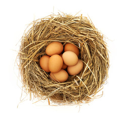 Eggs in nest