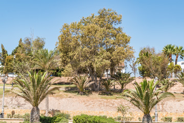 Fototapeta premium Palm trees on a sunny day, growing in southern spain mediterranean region